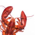 Boiling lobsters alive set to become illegal in UK