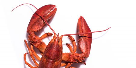 Boiling lobsters alive set to become illegal in UK