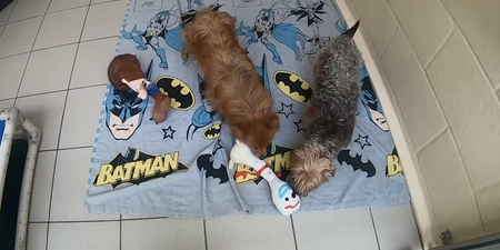 Dogs Trust share heartwarming clip of rescue dogs getting their first toys