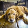 DSPCA urges people not to abandon their older pets