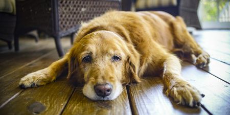 DSPCA urges people not to abandon their older pets