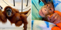 Endangered orangutan gives birth to healthy baby monkey