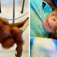 Endangered orangutan gives birth to healthy baby monkey