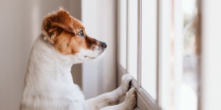 DSPCA urges pet owners not to forget their dogs as they return to office