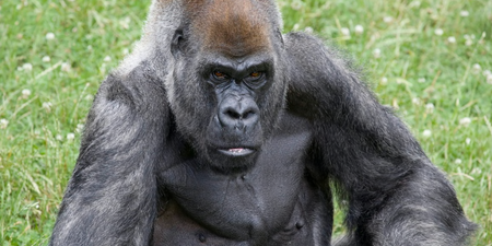 World’s oldest male gorilla sadly dies in US zoo