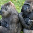 Belfast Zoo has welcomed baby endangered gorilla