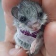 Adorable little mouse gets tiny sling after being attacked by cat