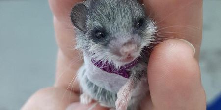 Adorable little mouse gets tiny sling after being attacked by cat