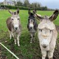 Three donkeys rescued in Sligo after being “neglected for such a long time”