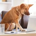 Bringing a dog to work can increase morale and productivity, says DSPCA