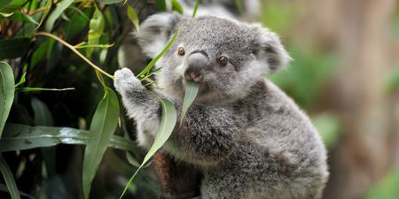 Australia officially classes koalas as an endangered species