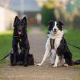 Dogs Trust appeal for two “in love” dogs to be adopted together