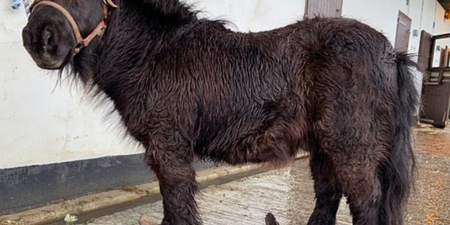 ISPCA rescue pony with extremely overgrown hooves