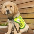 Irish Guide Dogs is looking for volunteers to raise puppies