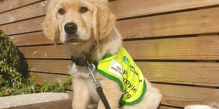 Irish Guide Dogs is looking for volunteers to raise puppies