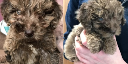 RSPCA rescue tiny Cockapoo puppy dumped in rucksack in woods
