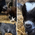 Gardaí investigate theft of baby pygmy goat from Dublin farm