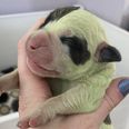 Owners in disbelief as dog gives birth to adorable puppy with green fur