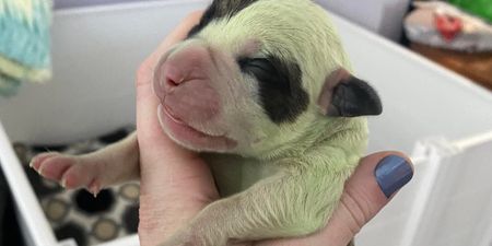 Owners in disbelief as dog gives birth to adorable puppy with green fur