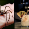 Spider in takeaway cocktail among thousands of complaints received by FSAI last year