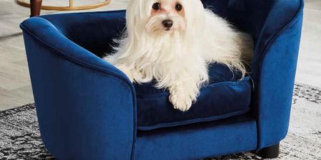 You can now get your dog a velvet bed from Aldi