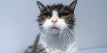 RSPCA finds home for the oldest cat they’ve cared for