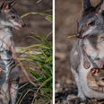 Zookeepers share “magical moment” baby kangaroo emerges from mum’s pouch