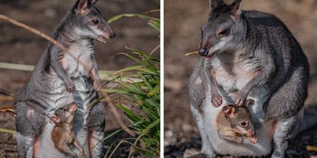 Zookeepers share “magical moment” baby kangaroo emerges from mum’s pouch