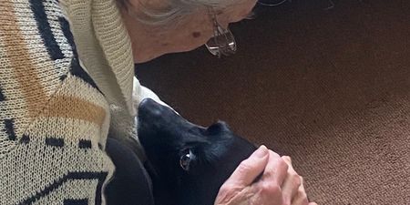 Grandmother who fled Ukraine finally reunited with her beloved dog in Ireland