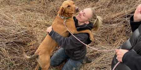 Missing pup rescued from bottom of mineshaft after 4 days