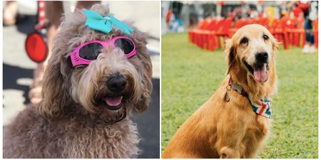 There is a festival for dogs (and dog owners) happening in Dublin next weekend