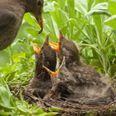 DSPCA urge public to leave baby birds alone