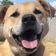 Adorable dog finds his “happily ever after” after 7 years waiting for forever home