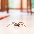Woman calls 999 after spotting spider in house