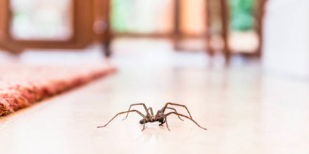 Woman calls 999 after spotting spider in house