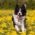 Ireland’s oldest dog Skippy has sadly passed away aged 27