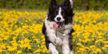 Ireland’s oldest dog Skippy has sadly passed away aged 27