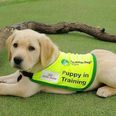Puppy raisers needed for Irish Guide Dogs for the Blind
