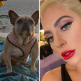 Man involved in Lady Gaga dog-walker robbery jailed for 4 years