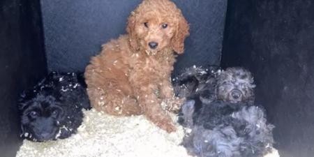 Man arrested as police seize 57 puppies in Belfast