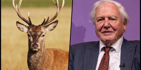 David Attenborough is coming to Ireland for new nature documentary