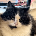 DSPCA launch special appeal for cat with cancer