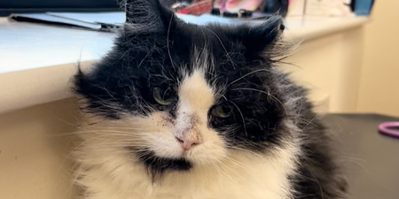 DSPCA launch special appeal for cat with cancer