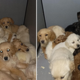 29 puppies rescued from illegal trafficking at Belfast Port