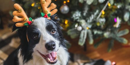 The food safety tips you need to know for your dog this Christmas