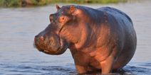 Two year old in Uganda rescued after being swallowed by a hippo