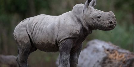 Dublin Zoo announces the birth of a baby rhino