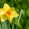 Daffodil Day: Here’s how you can support the Irish Cancer Society