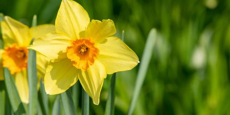 Daffodil Day: Here’s how you can support the Irish Cancer Society