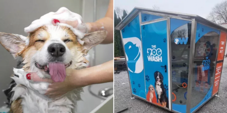 One-of-a-kind self-serve dog wash is launching in Dublin